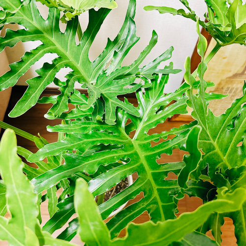 現品］A フィロデンドロン セローム 幹上がり 8号 観葉植物 かっこいい