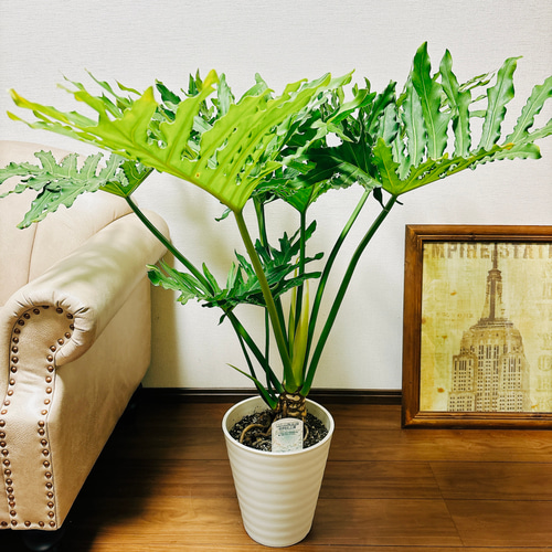 ［現品］5番　フィロデンドロン　セローム　幹上がり　8号　観葉植物　大型　室内 現品］3番 特大！ フィロデンドロン セローム 幹上がり 8号 観葉