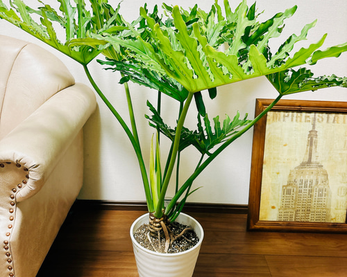 インテリアに！玄関、リビングにいかがですか♡大型・フィンデンドロン セローム インテリアに！玄関、リビングにいかがですか♡大型・フィンデンドロン