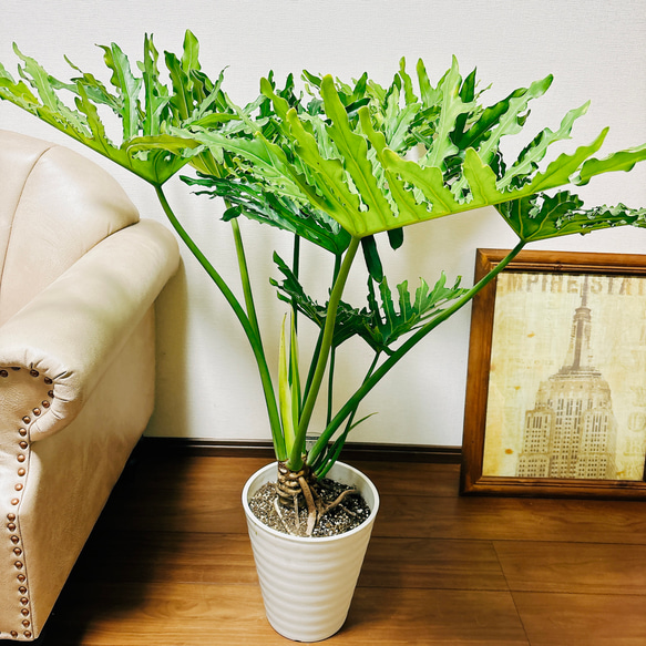 現品］A フィロデンドロン セローム 幹上がり 8号 観葉植物