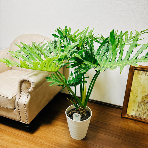 現品］A フィロデンドロン セローム 幹上がり 8号 観葉植物