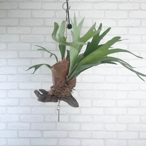 ビカクシダ コウモリラン 群生ビカクシダ流木付け 観葉植物 ハンギング