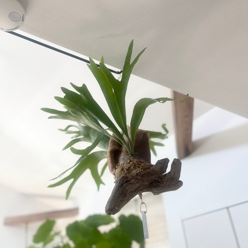 ビカクシダ コウモリラン 群生ビカクシダ流木付け 観葉植物 ハンギング