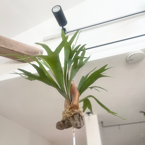 ビカクシダ コウモリラン 群生ビカクシダ流木付け 観葉植物 ハンギング