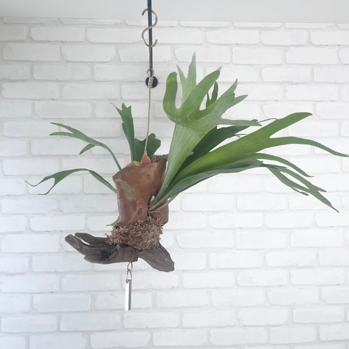 ビカクシダ コウモリラン 群生ビカクシダ流木付け 観葉植物 ハンギング