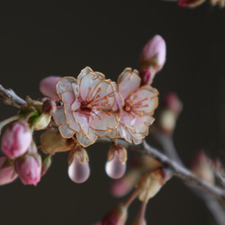 八重桜舞う雫耳飾り 1枚目の画像