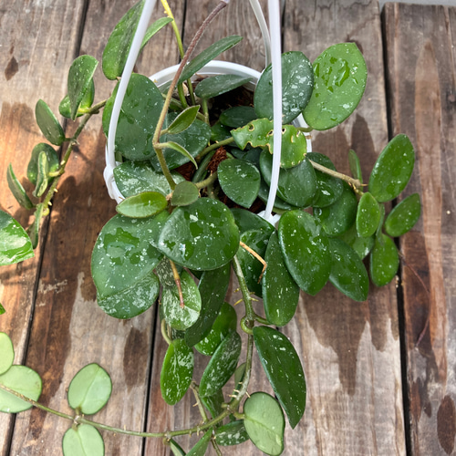 ホヤ　マチルダ　植え木鉢ごと ホヤ マチルダ 植え木鉢ごと （ホヤの成長が悪くて悩んでいます