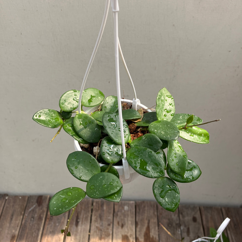 ホヤ♪マチルダ♪かわいい吊り鉢♪観葉植物♪送料込み♪ アート