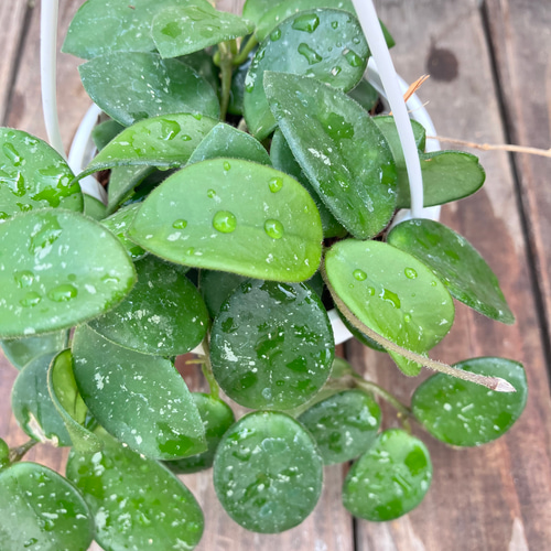 ホヤ♪マチルダ♪かわいい吊り鉢♪観葉植物♪送料込み♪ アート