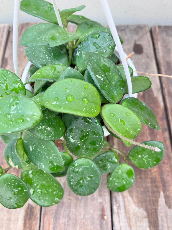 ホヤ♪マチルダ♪かわいい吊り鉢♪観葉植物♪送料込み♪ 15枚目の画像