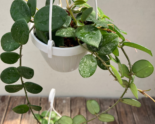 ホヤ　マチルダ　植え木鉢ごと ホヤ マチルダ 植え木鉢ごと ホヤ マチルダ 植え木鉢ごと