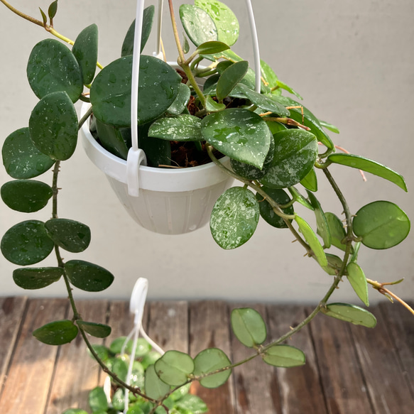 ホヤ♪マチルダ♪かわいい吊り鉢♪観葉植物♪送料込み♪ 1枚目の画像