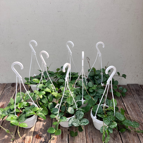 ホヤ　マチルダ　植え木鉢ごと ホヤ マチルダ 植え木鉢ごと ホヤ マチルダ 植え木鉢ごと