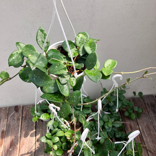 ホヤ♪マチルダ♪かわいい吊り鉢♪観葉植物♪送料込み♪ アート