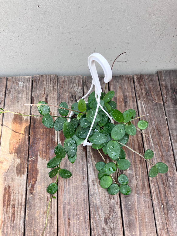 ホヤ♪マチルダ♪かわいい吊り鉢♪観葉植物♪送料込み♪ 13枚目の画像