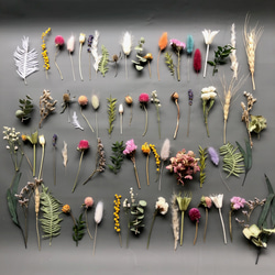 ラムズイヤー*ドライフラワー*70本 その他素材 FlowerCompanies 通販