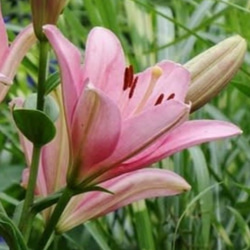 ピンクアジアンティックリリー花が上向きに咲くアレンにも最適  放任栽培でも毎年開花する強い百合   2球 1枚目の画像