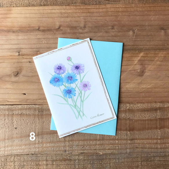 corn flower card グリーティングカード 矢車菊 植物画 1枚目の画像