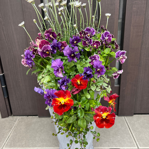 季節のお花寄せ植え グラスファイバー 【公式通販】