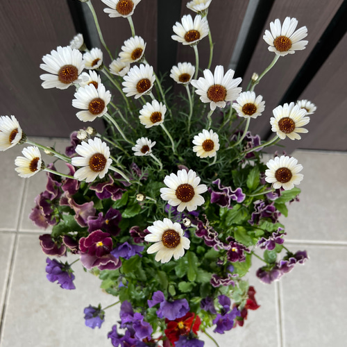 寄せ植え 花□グラスファイバー ビオラレディ アートフラワー もりの 