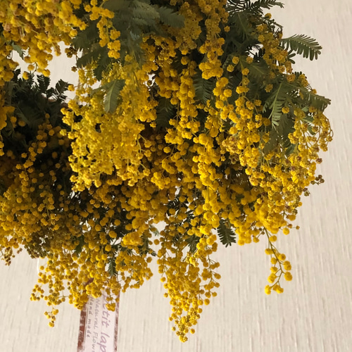 フライングリースボタニカルver.×ミモザ〚フライングリースのある暮らし✨️〛 季節の花のリース ボタニカル ナチュラルフラワー フライング