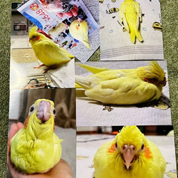 るな様専用ご注文ページ うちの子オーダー：オカメインコ２羽　 リアル（ほぼライフサイズ）　羊毛フェルト 　受注作成品 3枚目の画像