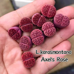 お買い得 早い者勝ち 2026 超豪華 12品種 多肉植物福袋 多肉植物 愛