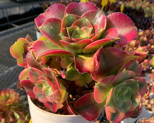 アエオニウム カット苗♡詰め込みセット②(メルカリ便) アエオニウム カット苗♡詰め込みセット②(メルカリ便) 【公式通販】