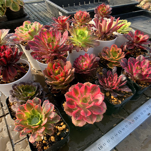 農園直売 多肉植物 寄せ植え アエオニウム属 季節4点 おまかせ