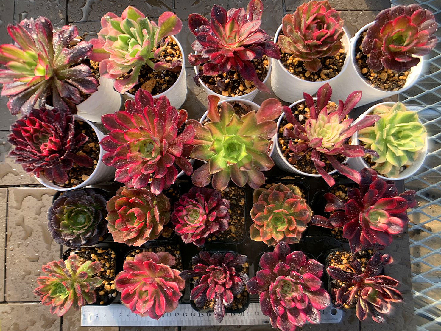 多肉植物 紫と緑のグラデーション*4 多肉植物 紫と緑のグラデーション*4 と緑の美しいグラデーション