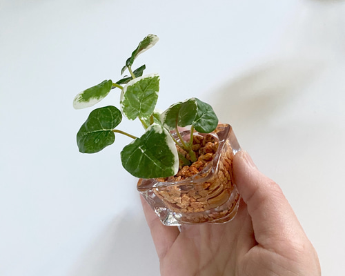 再販】□雫の葉□ 本物そっくり枯れない観葉植物／フェイクグリーン