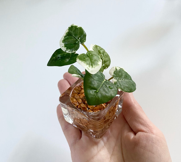 ■本物そっくり枯れない観葉植物■お試し価格　ミニ　フェイクグリーン　葉　ガラス瓶　インテリア　グリーン　造花　ギフト 3枚目の画像