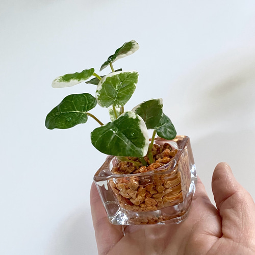 人気・再販】雫の葉｜本物そっくりの観葉植物風インテリア｜フェイク