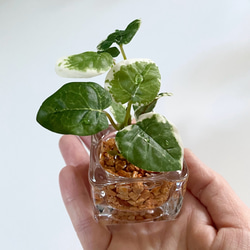 ■本物そっくり枯れない観葉植物■お試し価格　ミニ　フェイクグリーン　葉　ガラス瓶　インテリア　グリーン　造花　ギフト 4枚目の画像