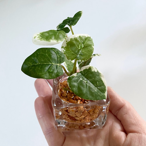 再販】□雫の葉□ 本物そっくり枯れない観葉植物／フェイクグリーン 