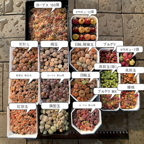 農園直売 多肉植物 コノフィツム属 カラフルマウガニーMIX 30-35 農園直売 多肉植物 コノフィツム属 カラフルマウガニーMIX 30-35