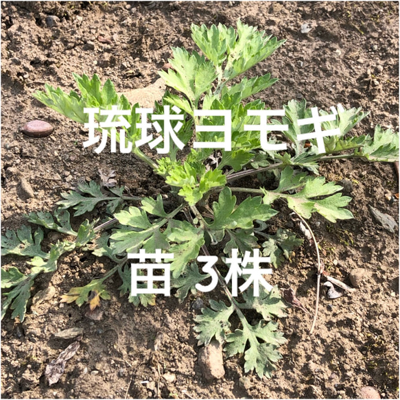 琉球ヨモギ 苗 3株 ＊ 山野草 1枚目の画像