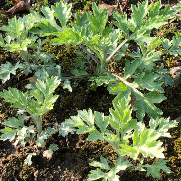 琉球ヨモギ 苗 3株 ＊ 山野草 3枚目の画像