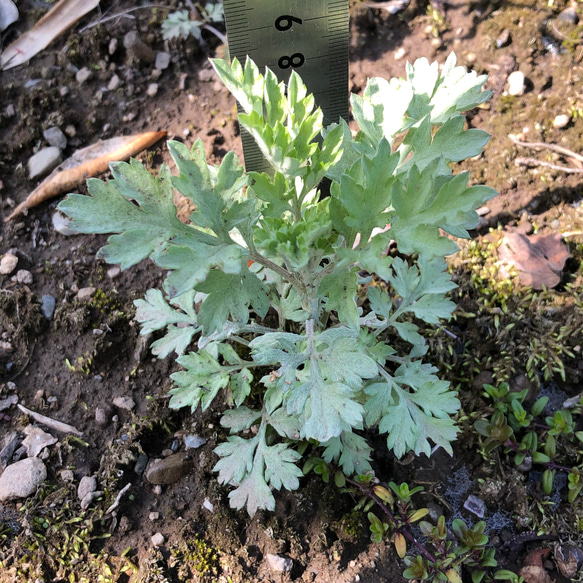 琉球ヨモギ 苗 3株 ＊ 山野草 2枚目の画像