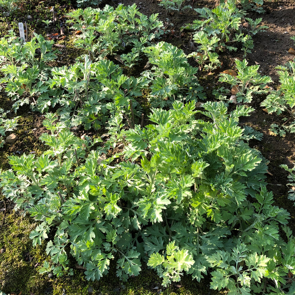 琉球ヨモギ 苗 3株 ＊ 山野草 5枚目の画像