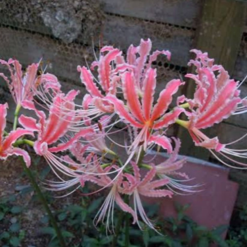 リコリス超稀少品種「酔舞龍」1球 リコリス超稀少品種「酔舞龍」