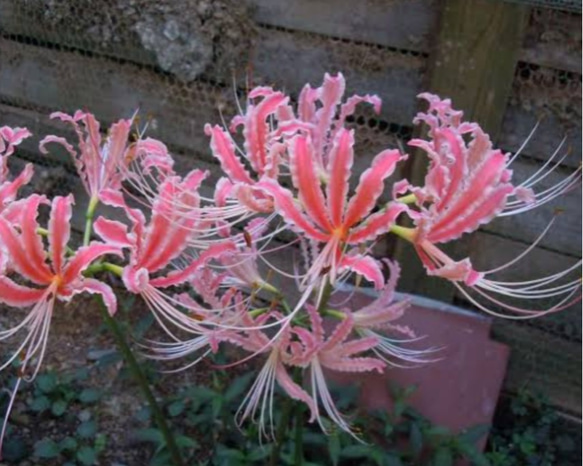 リコリス超希少品種「酔舞龍」（すいぶりゅう）1球 リコリス【 酔舞龍⠀】珍しい彼岸花 反り返る蕊と花びらのぐらで