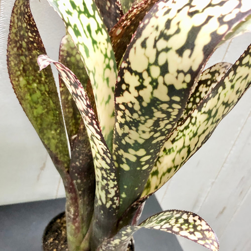 群生株 ビルベルギア カサブランカ その他インテリア雑貨 PLANTS SHOP