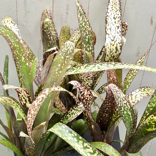 群生株 ビルベルギア カサブランカ その他インテリア雑貨 PLANTS