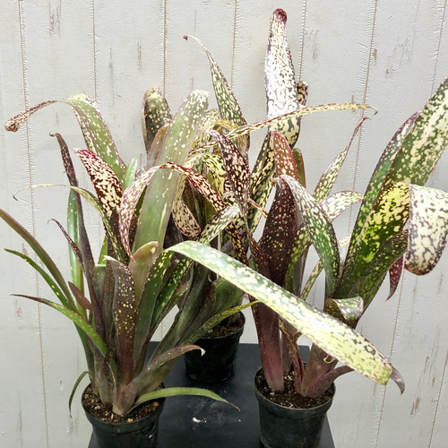 群生株 ビルベルギア カサブランカ その他インテリア雑貨 PLANTS SHOP