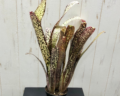 839e76d4e87f3296967e4e6ba35b4c