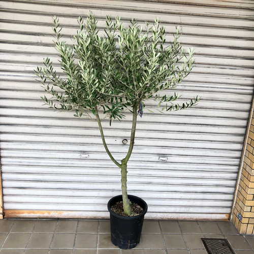 現品】観葉植物 オリーブの木 シプレッシーノ 創樹 9号鉢