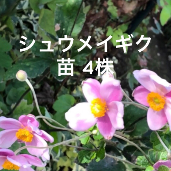 シュウメイギク ピンク 新芽苗 4株 ＊ 山野草 秋明菊 1枚目の画像