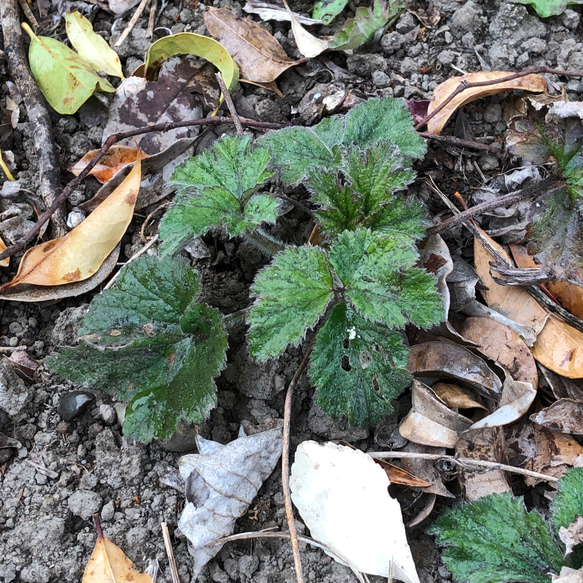 シュウメイギク ピンク 新芽苗 4株 ＊ 山野草 秋明菊 2枚目の画像