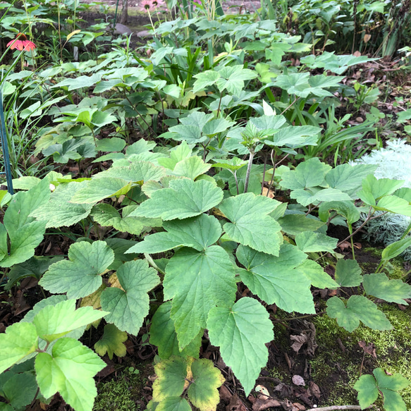 シュウメイギク ピンク 新芽苗 4株 ＊ 山野草 秋明菊 5枚目の画像